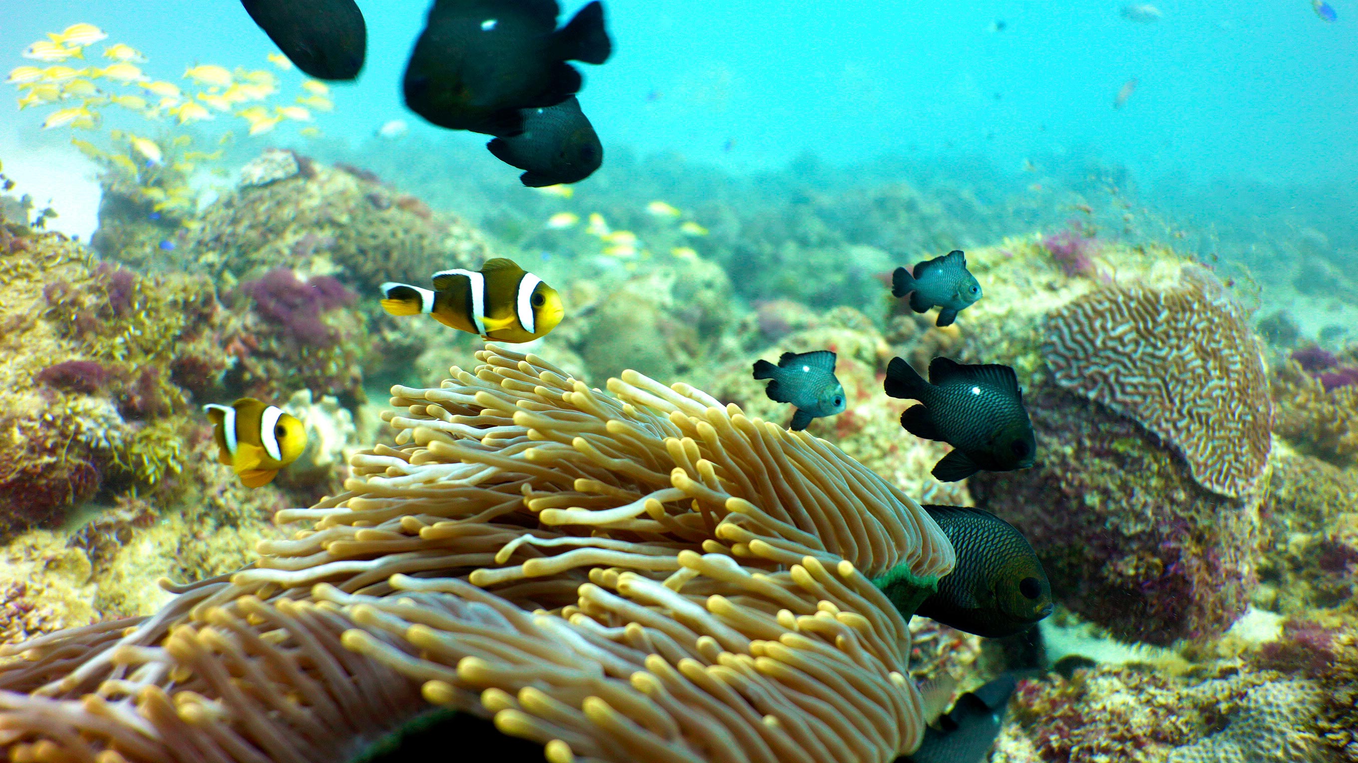 Crystal-Diving-Coral-Reef